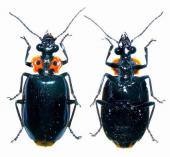 Physodera dejeanii