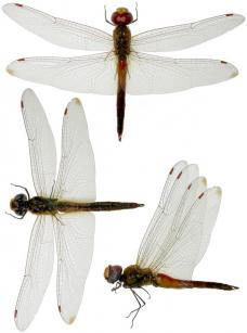 薄翅蜻蜓