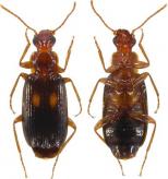 Anomotarus sp. B